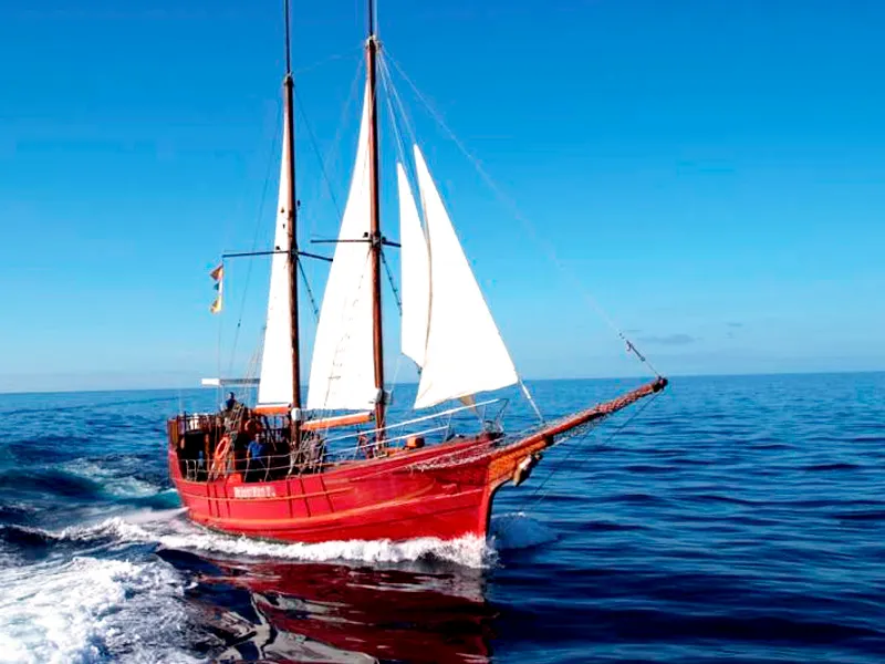 Avvistamento di balene su una goletta classica in legno da Los Cristianos