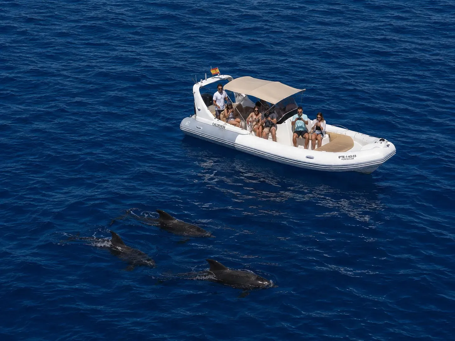 Avistamiento privado de ballenas y delfines desde Las Galletas (1 a 6 personas)
