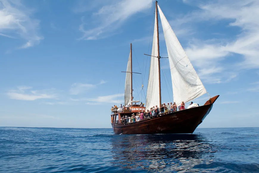 Whales and dolphins on a teak sailing ship from Puerto Colón (2 hours)