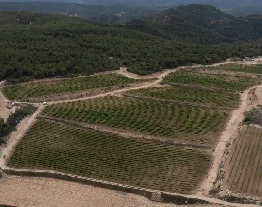 Ruta de les garnatxes: tast entre vinyes