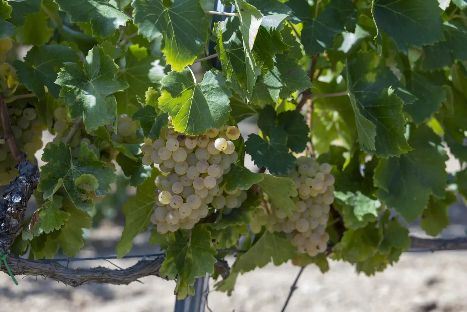 Garnachas blancas y quesos de Cataluña