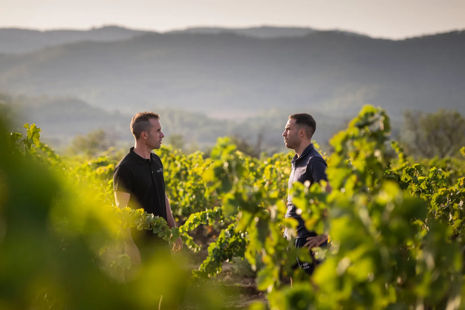 Paseo por viñas ecológicas con cata de vinos entre las cepas en Gandesa