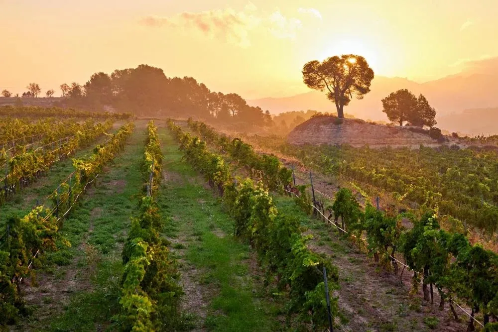 Visita Sabor y paisaje con pícnic gastronómico entre viñas