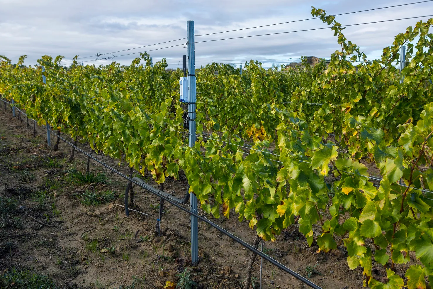 Viaje por las garnachas blancas: viñas, bodega y cata de 4 vinos