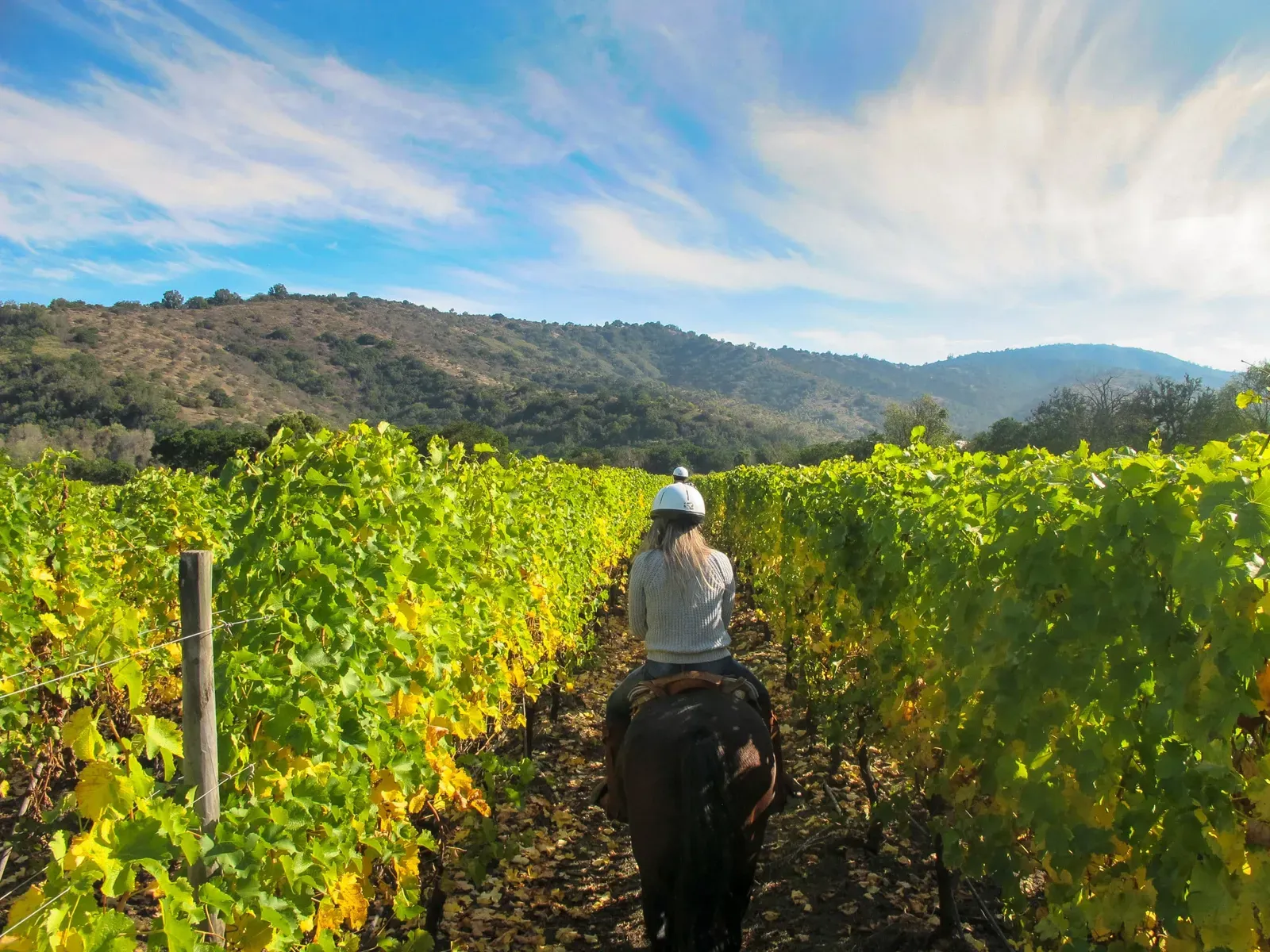 Visita a una bodega del Penedès con cata de 4 vinos y ruta a caballo
