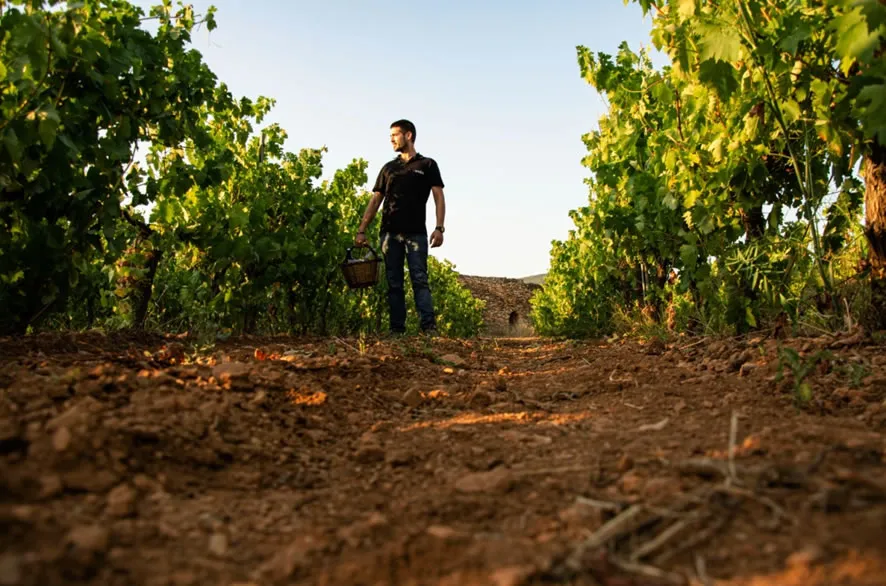 Visita guidata tra i vigneti con degustazione di 3 vini